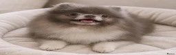 Pomeranian dogs for stud: Rare lilac parti 1.1kg Pomeranian stud  - Advert 1
