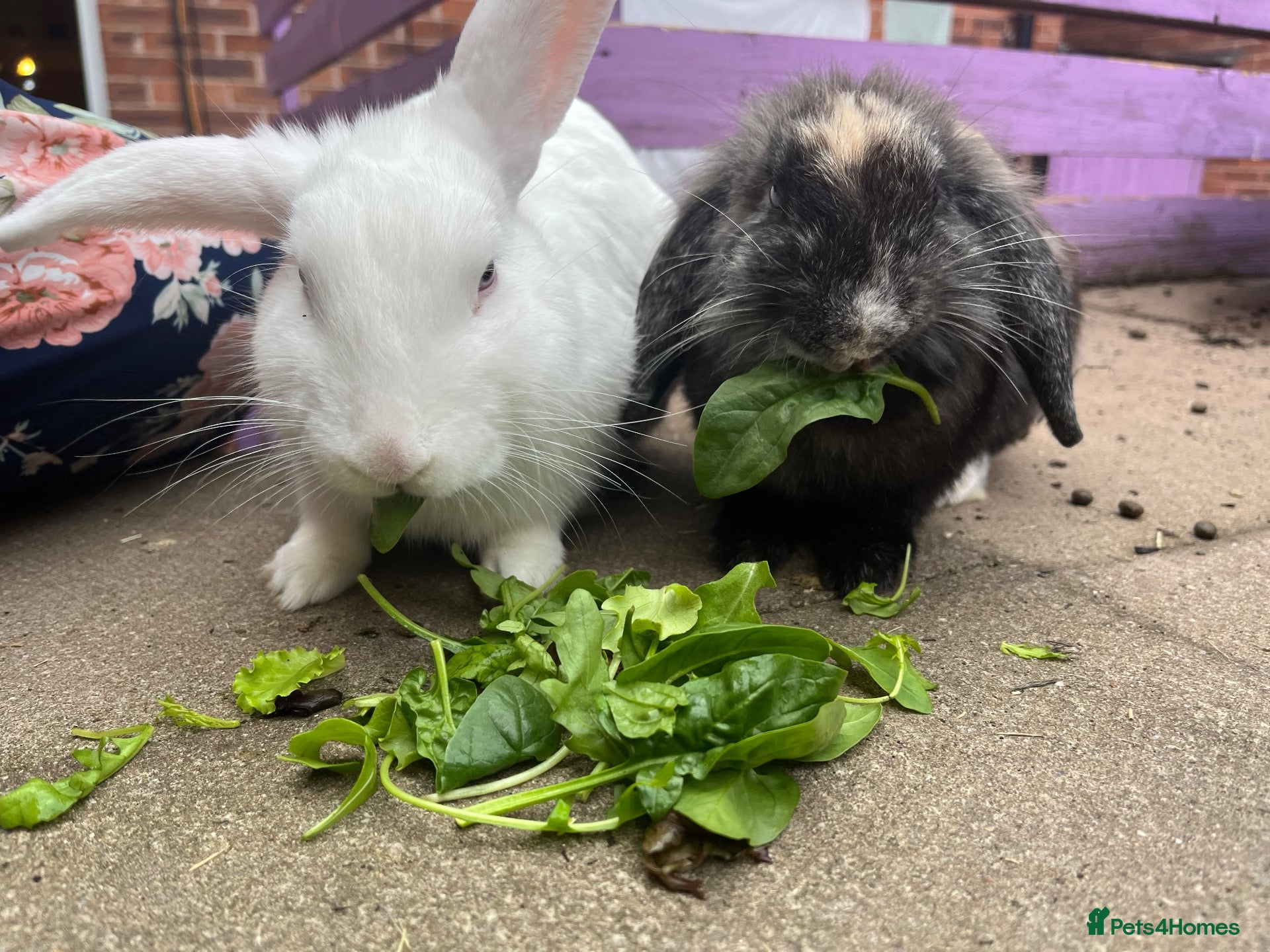 Mixed Breed rabbits 2 brothers, rabbits for sale  - Advert 3
