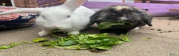 Mixed Breed rabbits for sale: 2 brothers, rabbits for sale  in Sandbach - Advert 1