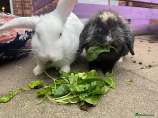 Mixed Breed rabbits 2 brothers, rabbits for sale - Advert 3