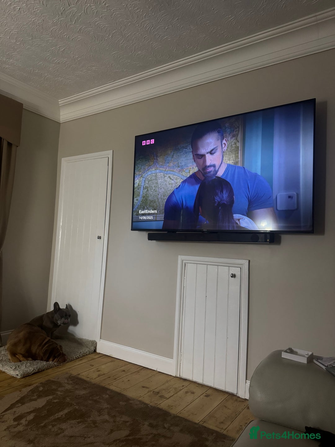 English Bulldog dogs for sale: Looking to rehome English bulldog  - Image 2