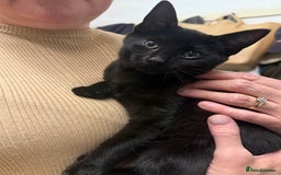 Mixed Breed cats for sale: Gorgeous black kittens - Image 1
