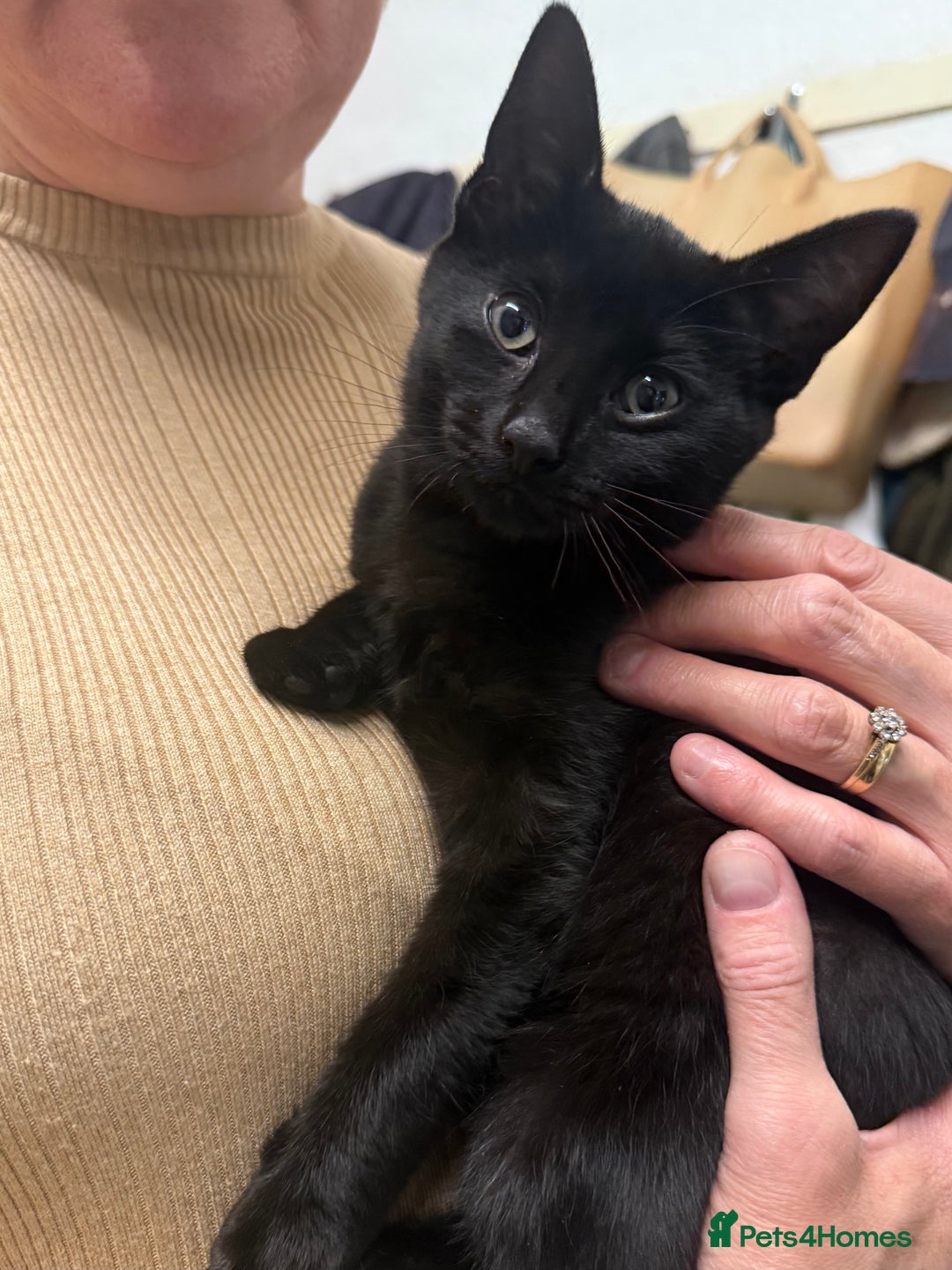 Mixed Breed cats for sale: Gorgeous black kittens - Image 1