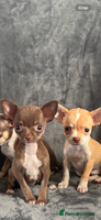 Chihuahua dogs - Advert 1