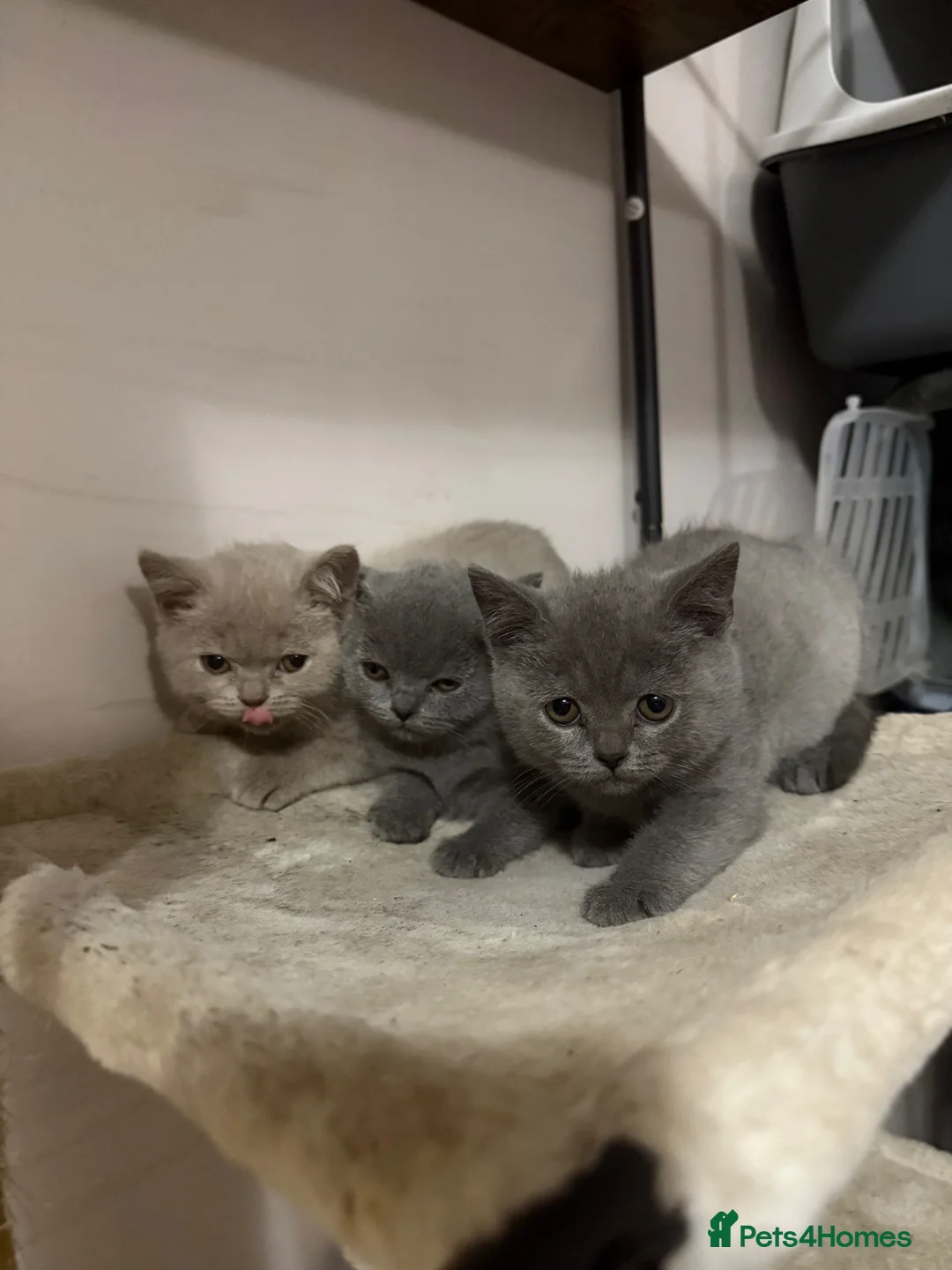 British Shorthair cats for sale: Beautiful British Shorthair Girls💜🐾 in Romford - Advert 2