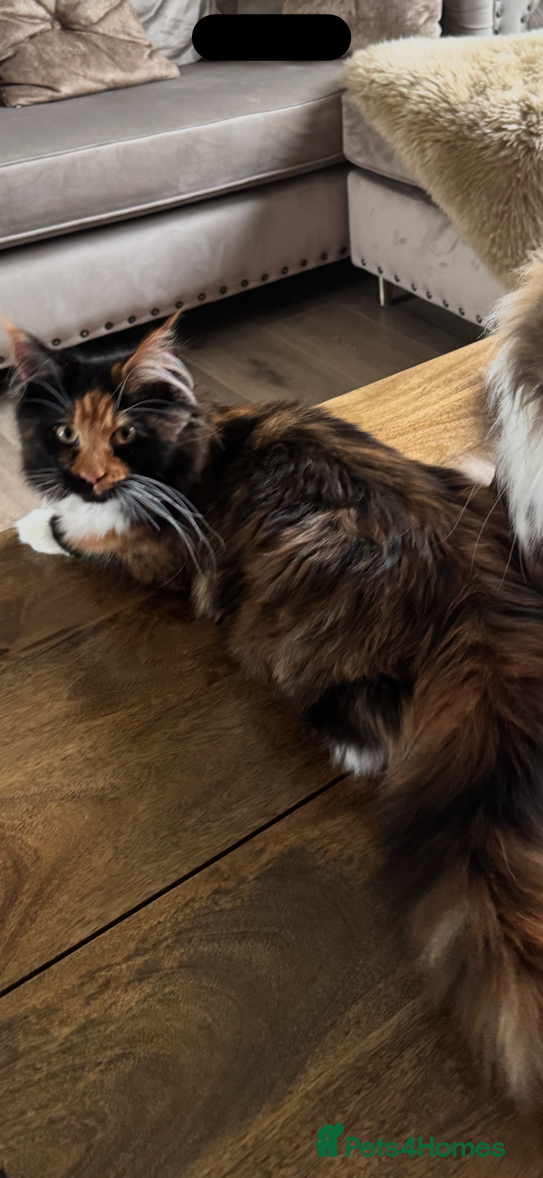 Maine Coon cats for sale: Maine coon 16 months old  - Advert 8