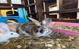 Continental Giant rabbits for sale: Gorgeous Giant Continental Doe🐰🩷 - Image 3