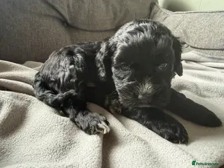 Cockapoo dogs Beautiful cockapoos - Advert 6