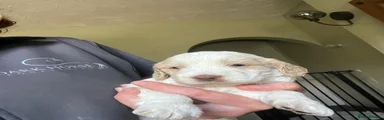Cockapoo 5