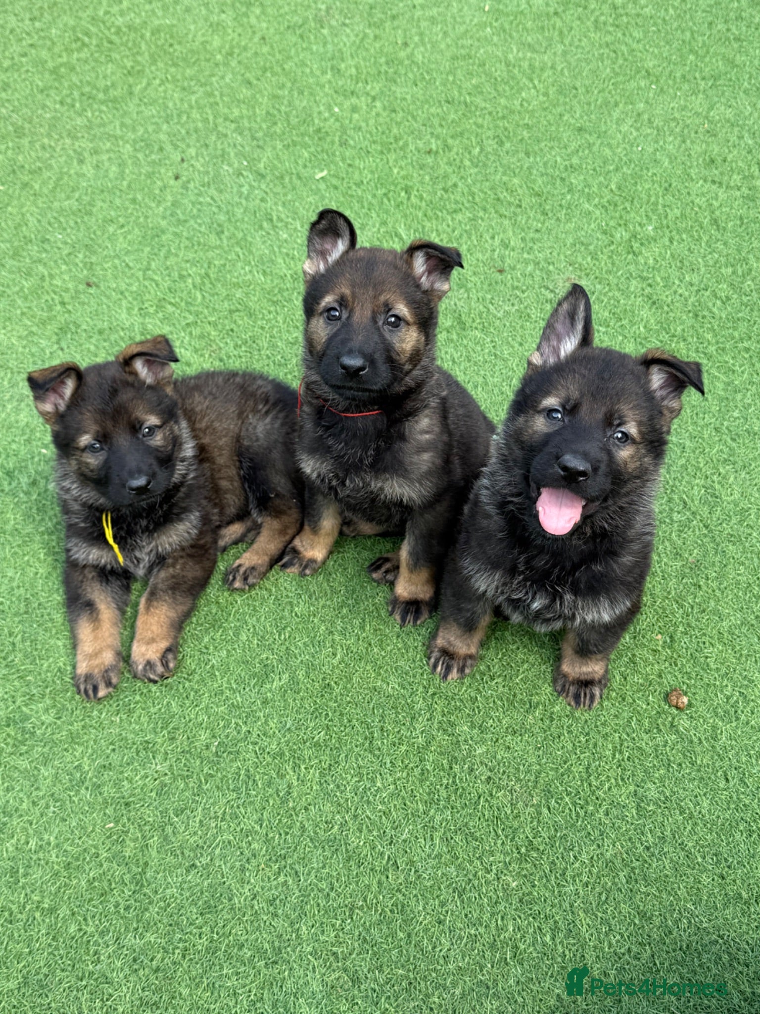 German Shepherd dogs Exceptional KC Reg Czech Working Line GSD Puppies - Advert 2