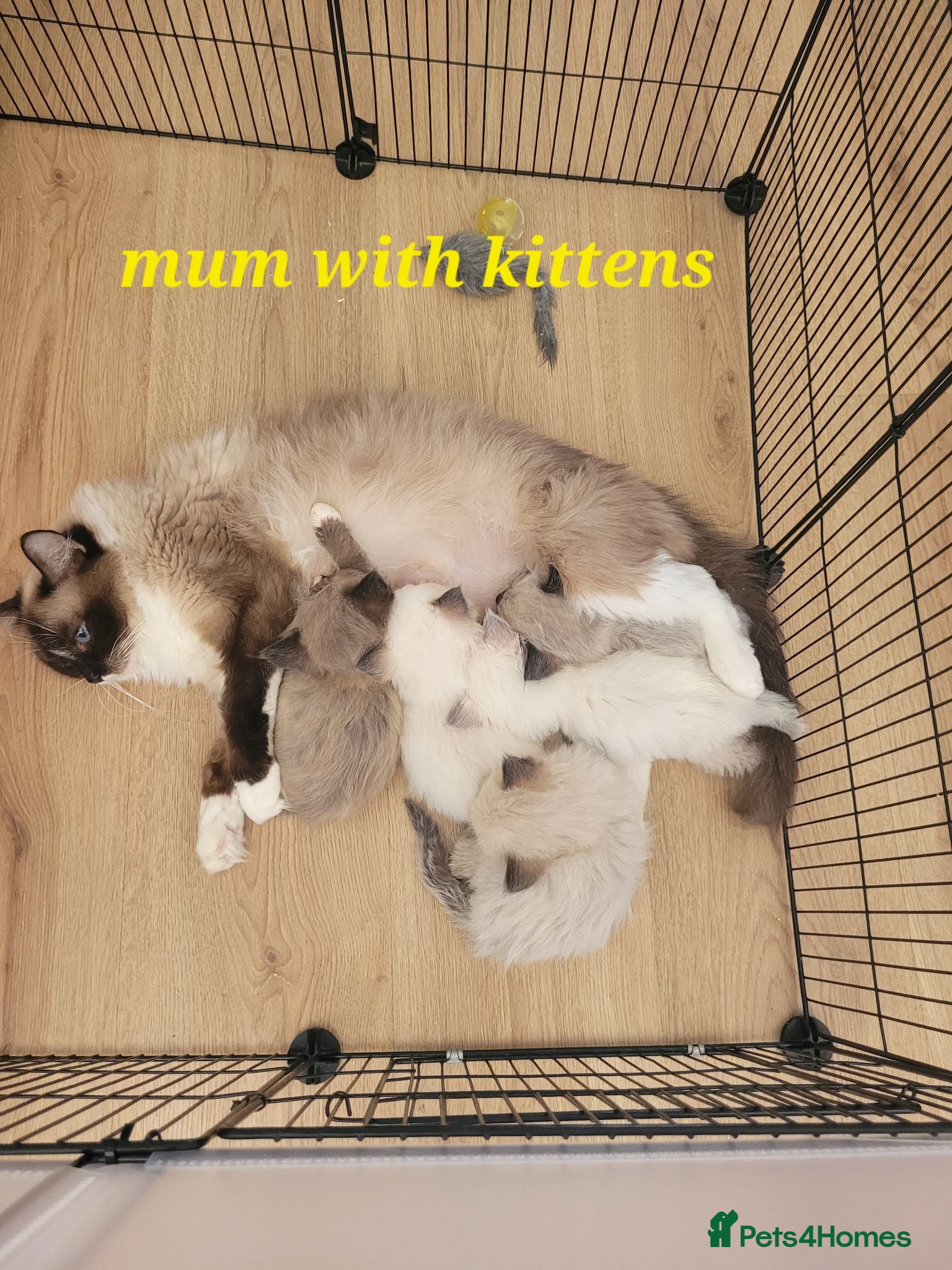 Ragdoll cats 5 Ragdoll kittens available 27/7/26 - Advert 9