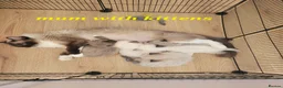 Ragdoll cats for sale: 5 Ragdoll kittens available 27/7/26 - Advert 1