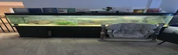 Other/Mixed Breed fish for sale: Silver arowana  in Leeds - Advert 2