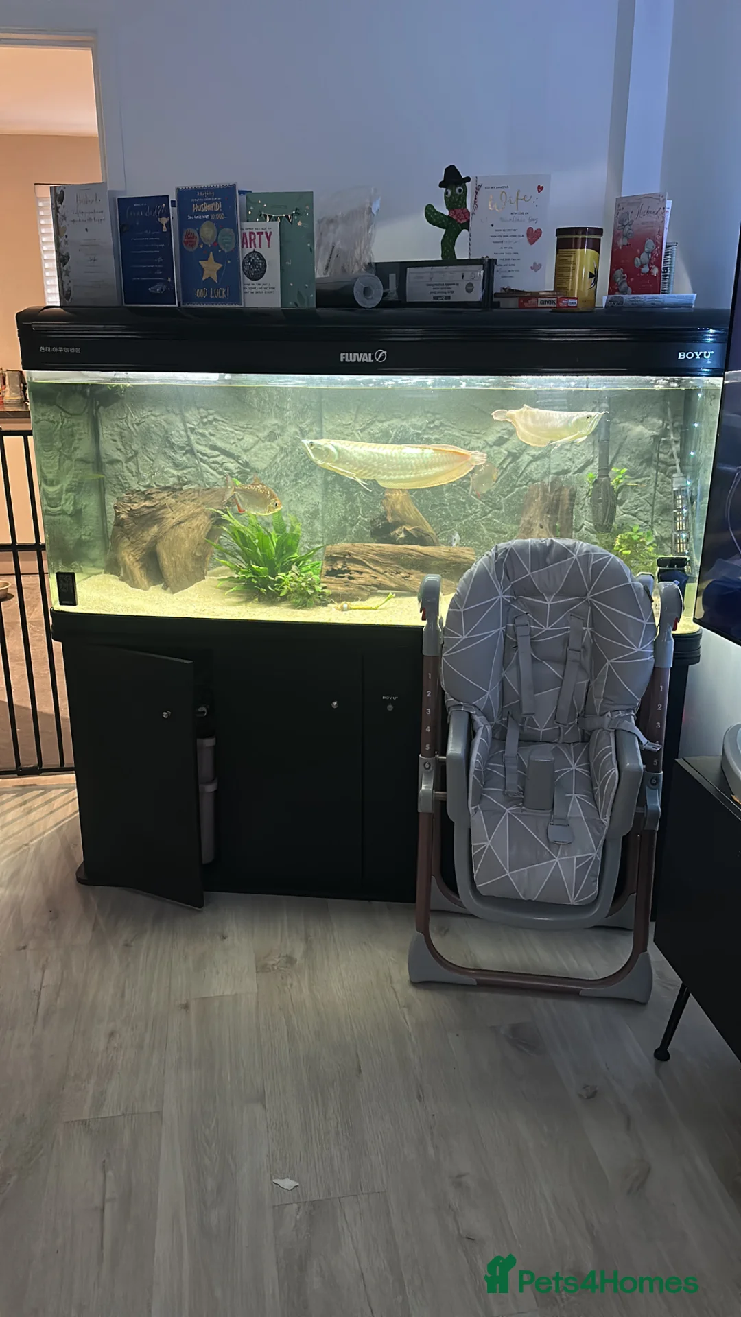 Other/Mixed Breed fish for sale: Silver arowana  in Leeds - Advert 2