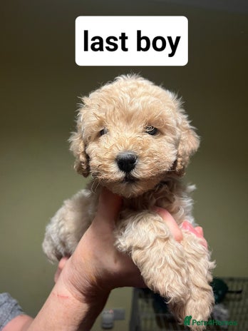Cavapoo dogs - Advert 3