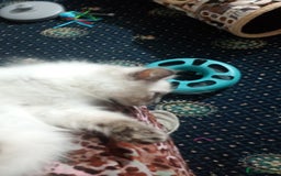 Ragdoll cats for sale: Pedigree Ragdolls for sale £495 - Image 27