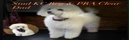 Maltipoo dogs for sale: Exquisite F1 Maltipoo Male - Advert 4