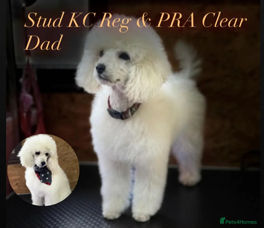 Maltipoo dogs for sale: Exquisite F1 Maltipoo Male - Advert 4