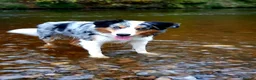 Border Collie dogs for stud: Stunning Tri Merle DNA tested and proven. in Ripon - Advert 5