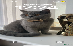 British Shorthair cats for sale: British shorthair  - Image 3