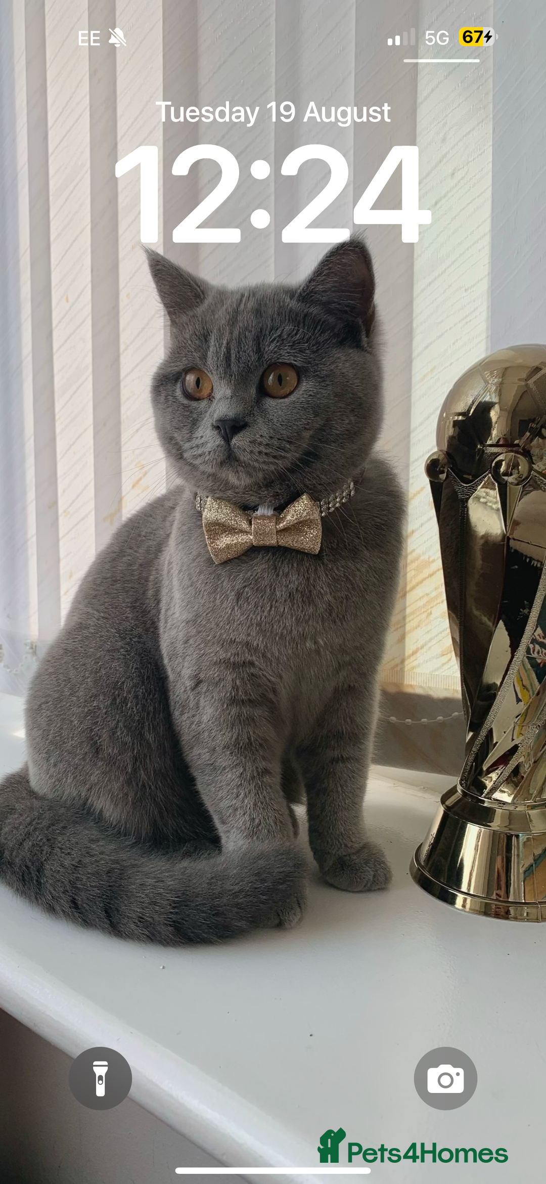 British Shorthair cats for sale: British shorthair  - Image 3