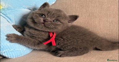 British Shorthair cats - Advert 10