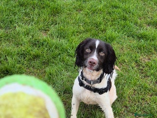 English Springer Spaniel dogs - Advert 1