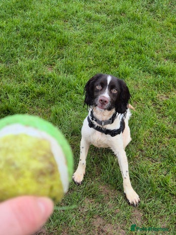 English Springer Spaniel dogs - Advert 2