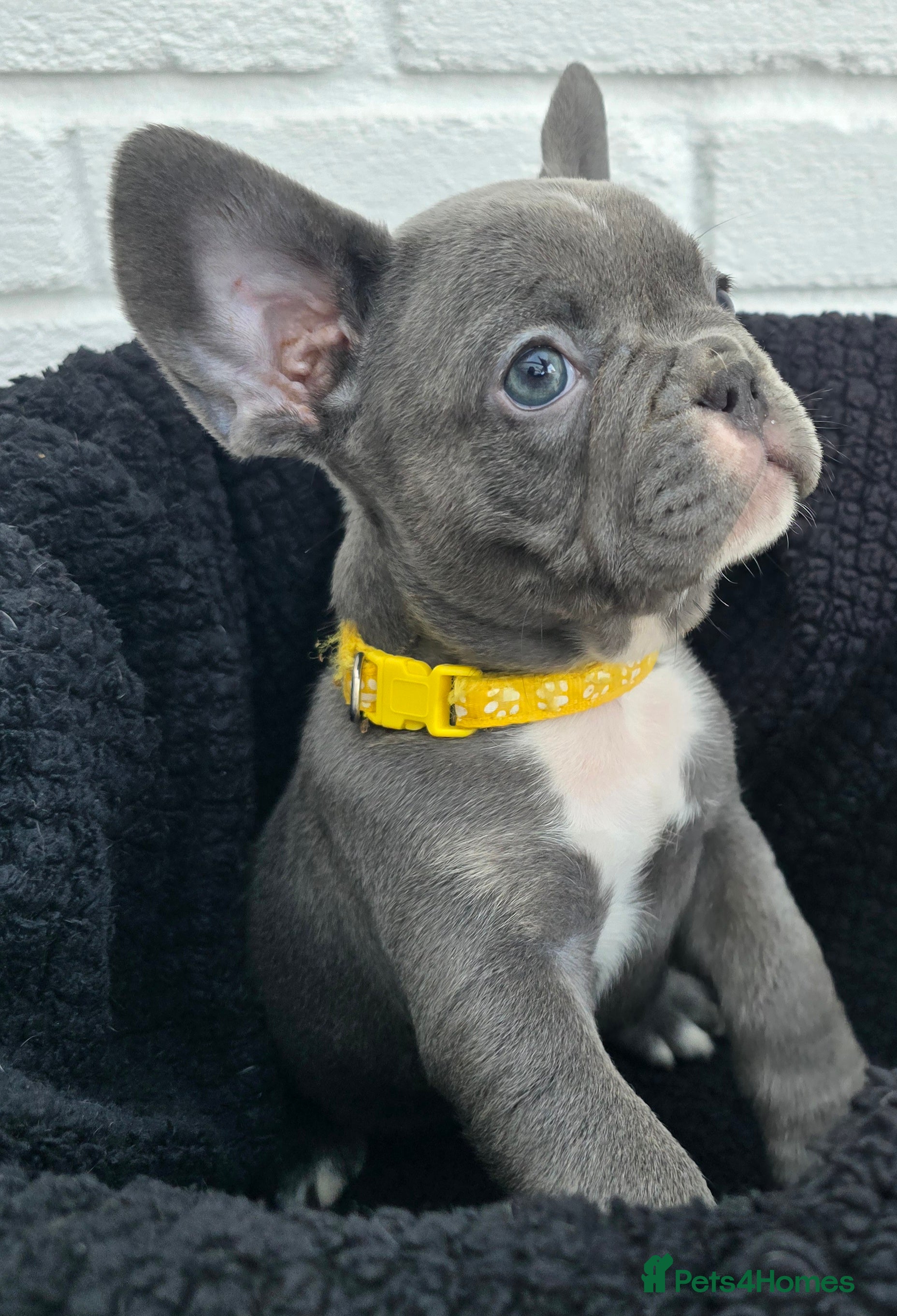 French Bulldog dogs Blue French Bulldog Pups. Only 2 girls left! - Advert 5