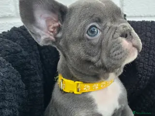 French Bulldog dogs Blue French Bulldog Pups. Only 2 girls left! - Advert 5