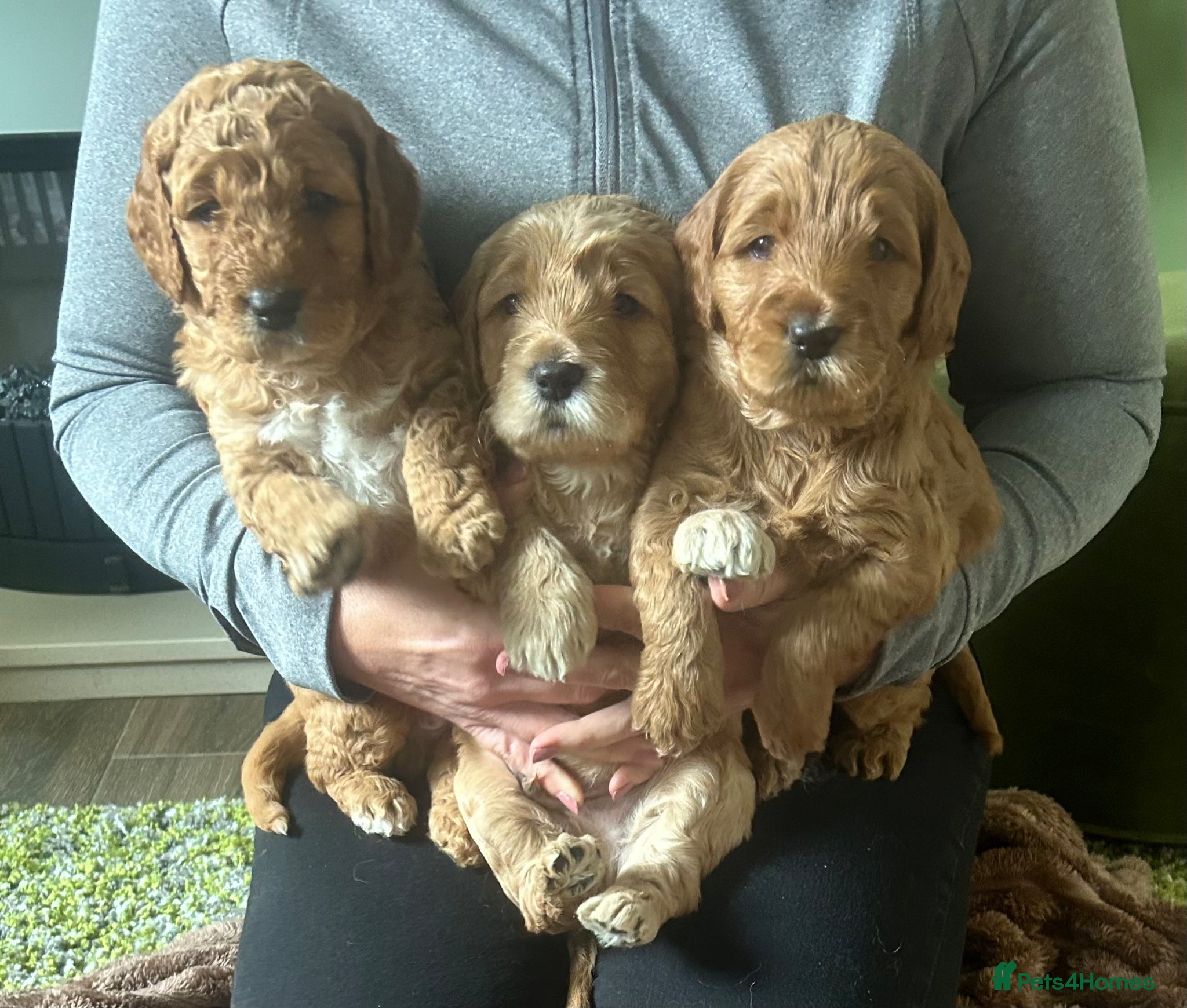 Double Doodle dogs Goldendoodle / Australian Double Doodle  - Advert 2