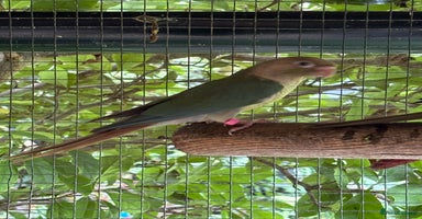 Conures birds - Advert 1