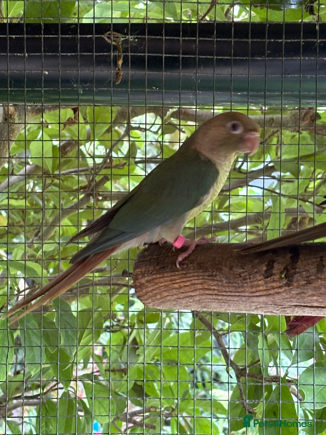 Conures birds for sale: Aviary bred baby conures, dna sexed - Image 2