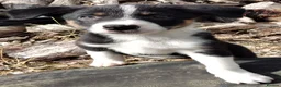 Border Collie dogs for sale: Ready*Bundles of Joy*Ready - Advert 5