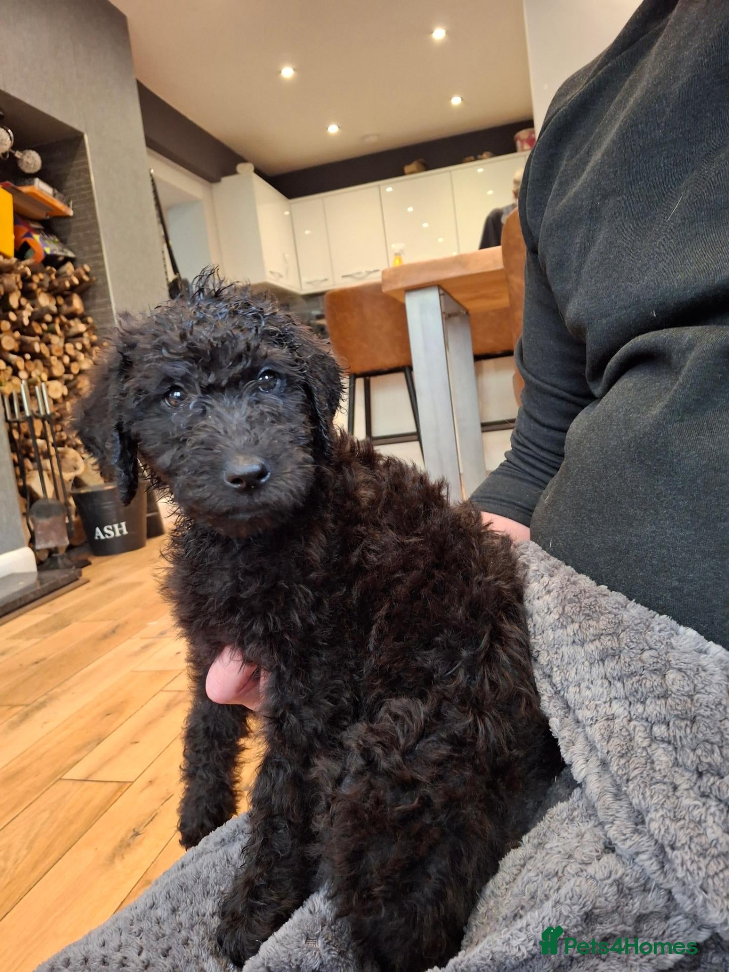 Labradoodle dogs 🐶 Quality Beautiful labradoodle girls  - Advert 2