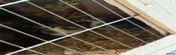 Chickens poultry for sale: Black Pekin bantam chicks  - Advert 3