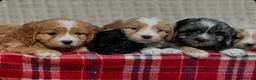Cavapoo dogs for sale: STUNNING CAVAPOO PUPPIES  - Advert 5