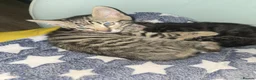 Bengal cats for sale: Last boy left!  - Advert 10