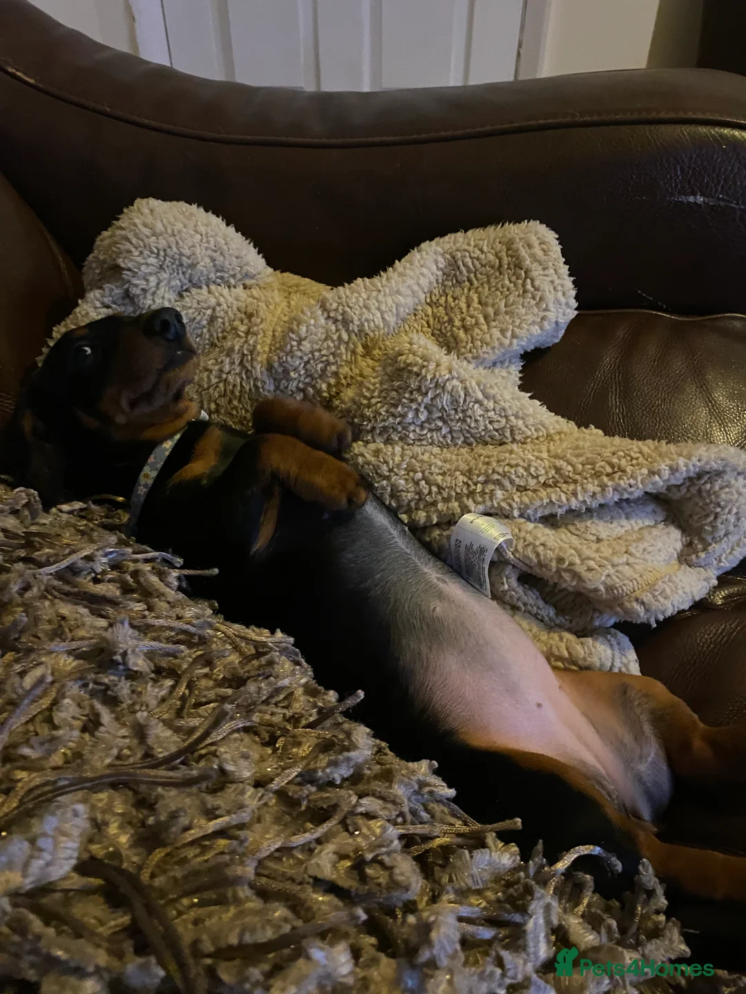 Miniature Dachshund dogs for sale: Beautiful miniature dachshund  - Advert 4