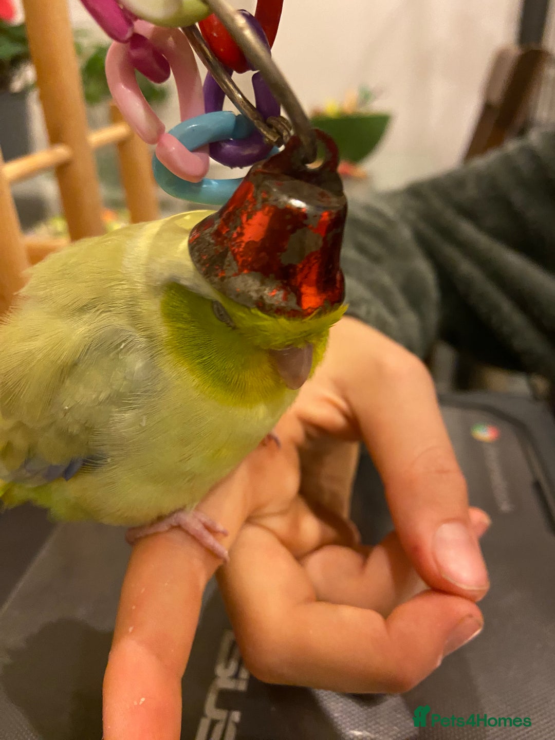 Parakeets birds for sale: Parrotlet sadly for rehoming - Advert 4