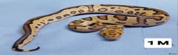 Python Snake reptiles for sale: Hatchling Royal Pythons Males  - Advert 20