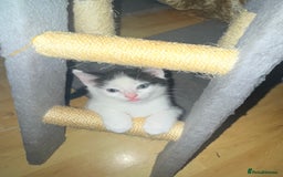 Mixed Breed cats for sale: 5 Beautiful Black & White Kittens Available  - Image 11