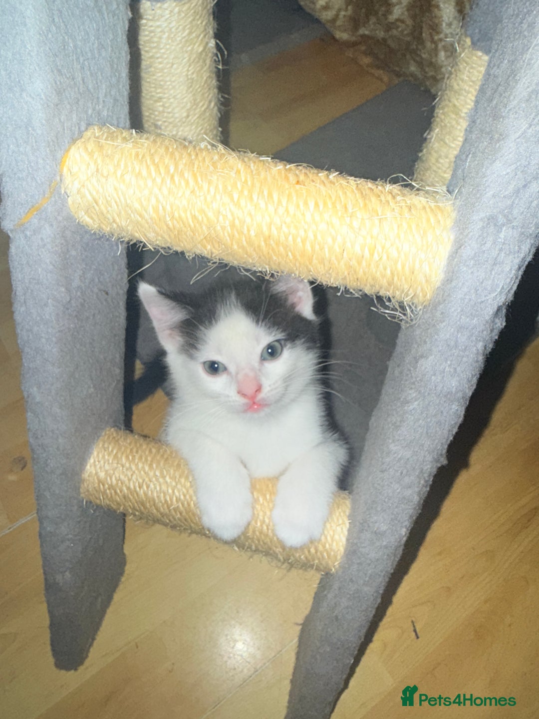 Mixed Breed cats for sale: 5 Beautiful Black & White Kittens Available  - Image 11