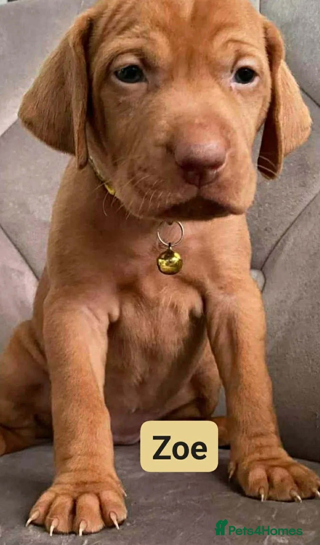 Hungarian Vizsla dogs for sale: Extra Ordinary Beautiful Hungarian Vizsla - Advert 8