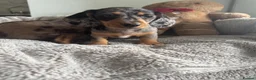 Miniature Dachshund dogs for sale: Miniature dachshund  - Advert 2