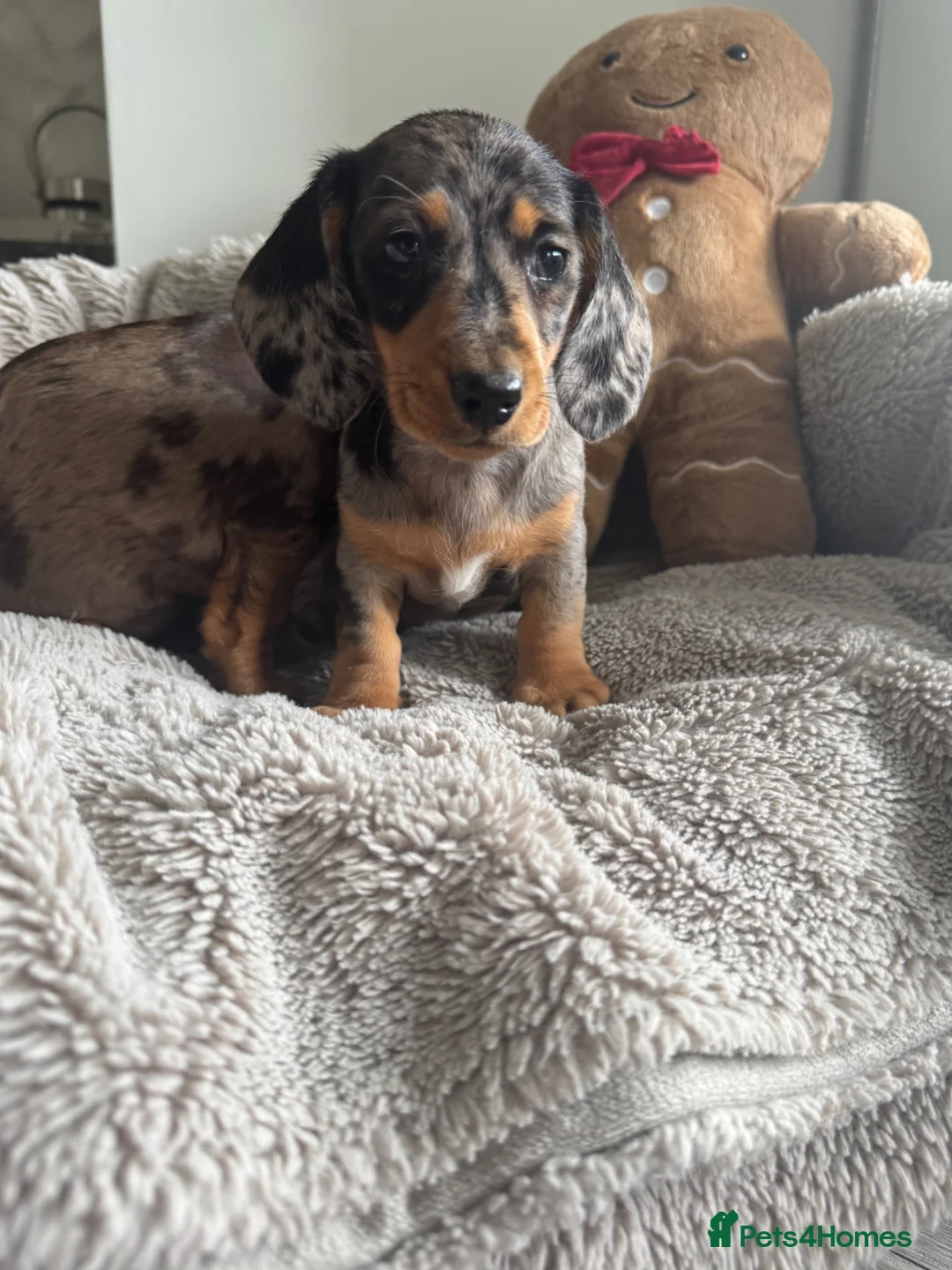 Miniature Dachshund dogs for sale: Miniature dachshund  - Advert 2