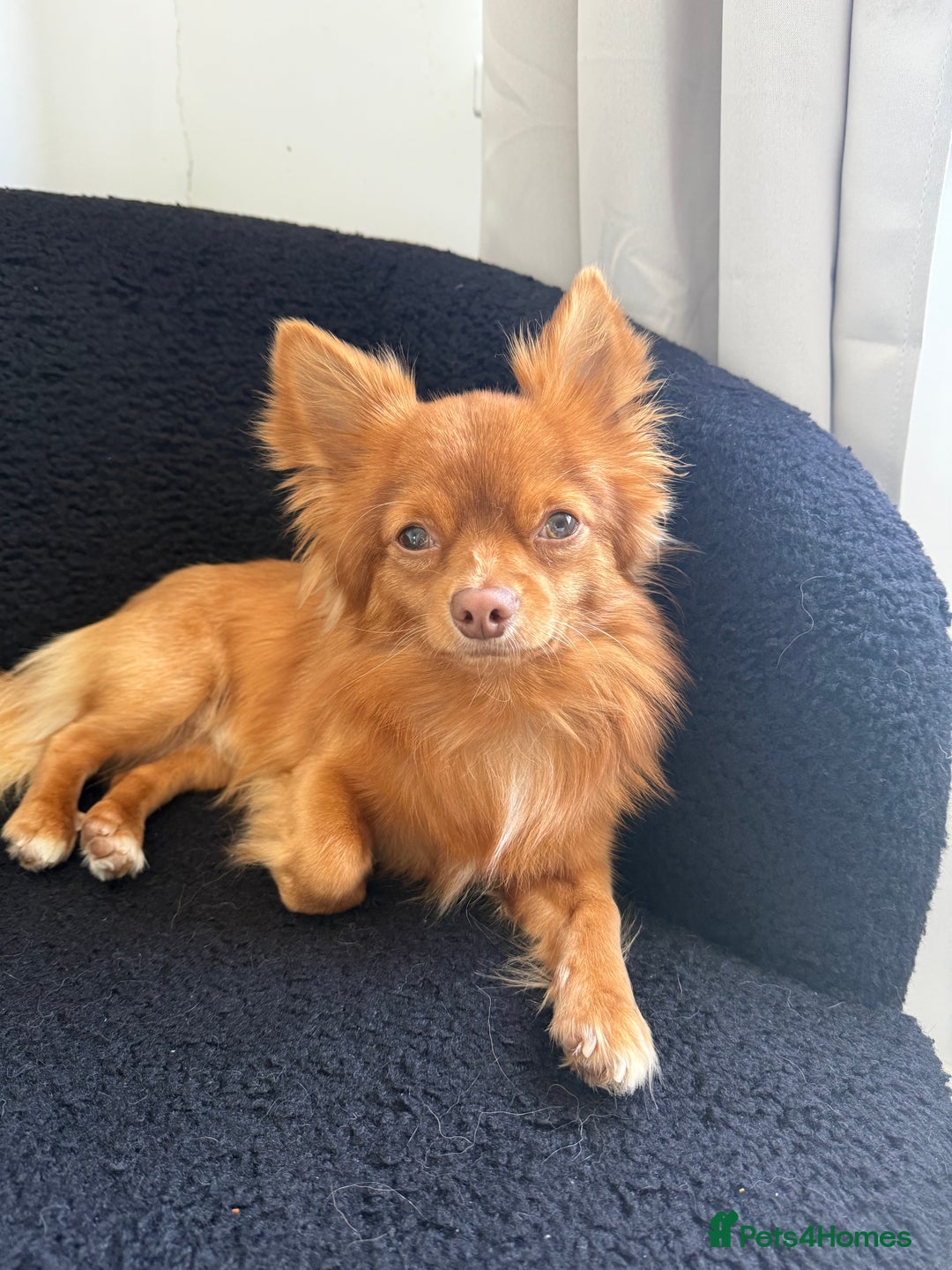 Chihuahua dogs for stud: Red long haired chihuahua for STUD - Advert 5