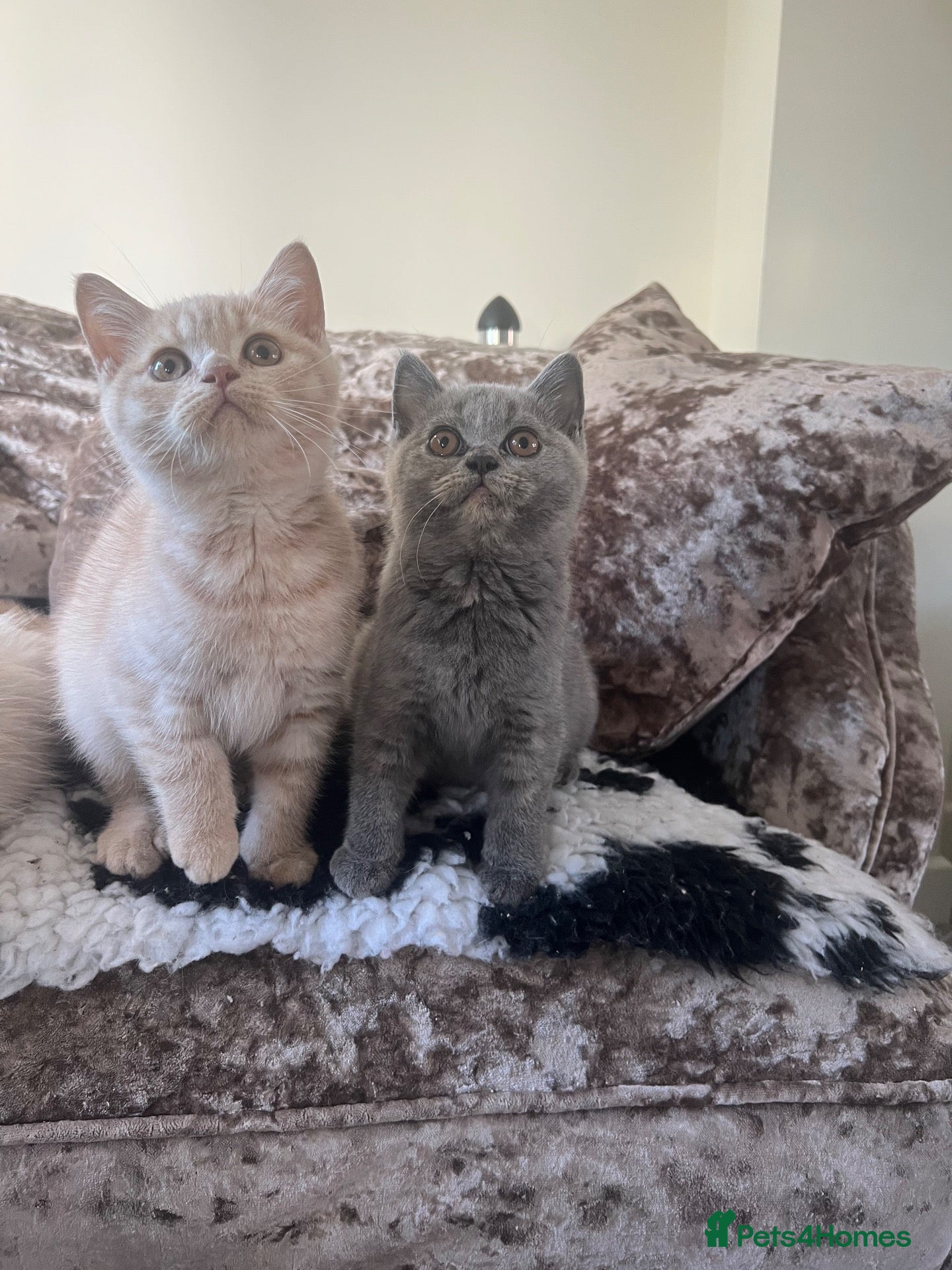 British Shorthair cats Gccf REG - REDUCED. 2 LEFT🏆  - Advert 2