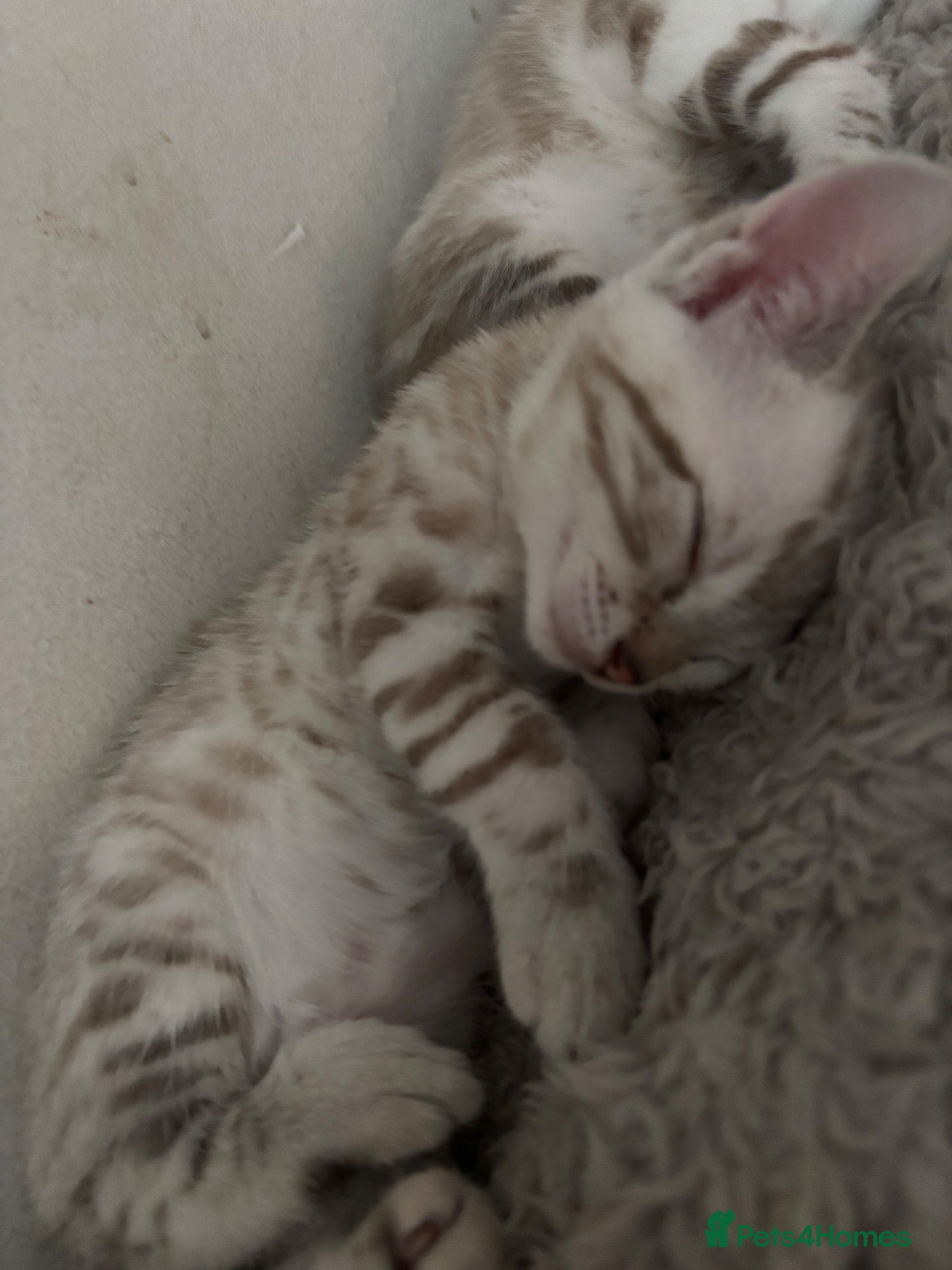 Bengal cats Snow lynx bengal  - Advert 17