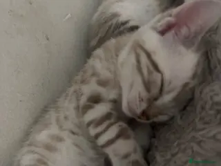 Bengal cats Snow lynx bengal - Advert 17